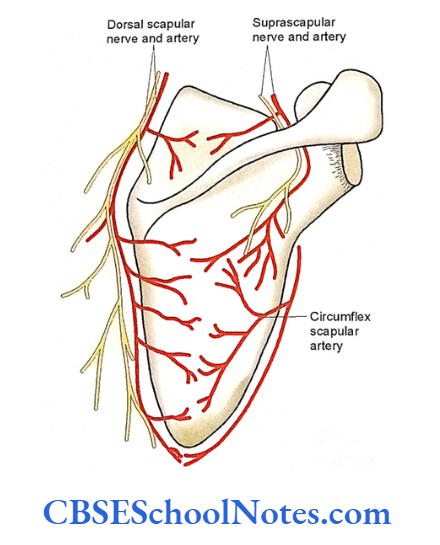 Bones Of The Upper Limb Nerve and Blood Vessels Related To Scapula