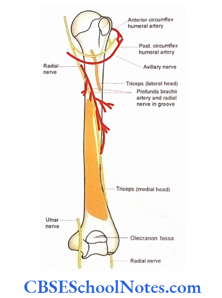 Bones Of The Upper Limb Nerves And Vessels Related To Humerus