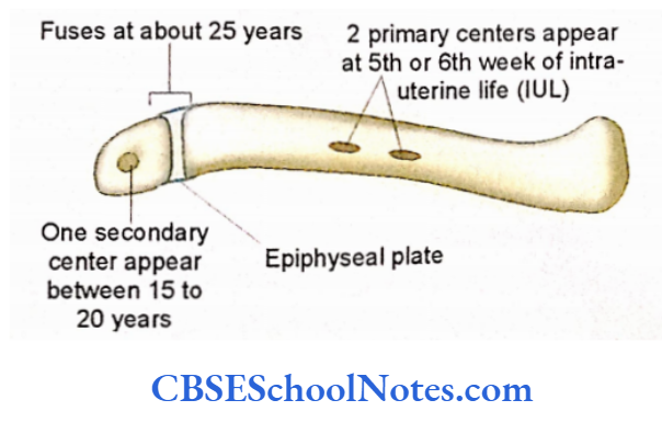 Bones Of The Upper Limb Ossification Of Bone