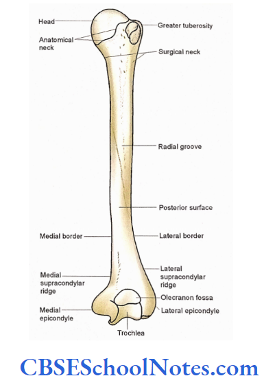 Bones Of The Upper Limb Posterior Aspect Of Right Humerus