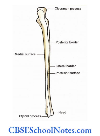 Bones Of The Upper Limb Posterior Aspect Of Right Ulna