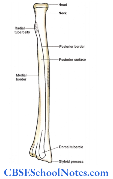 Bones Of The Upper Limb Posterior Surface Of Right Radius