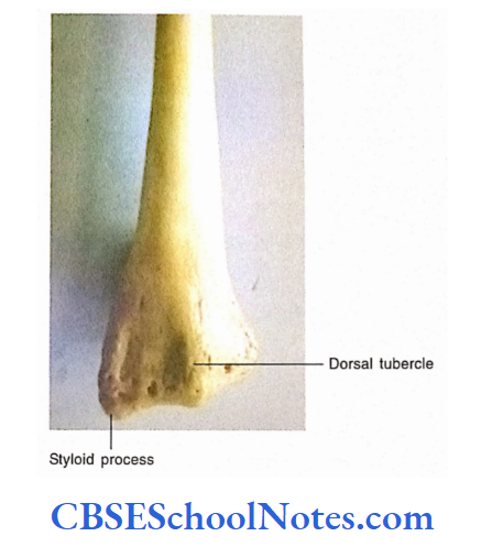 Bones Of The Upper Limb Posterior View, Lower End Radius
