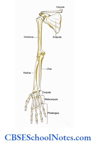 Bones Of The Upper Limb Schematic Diagram To Show The bones Of The Right Upper Limb