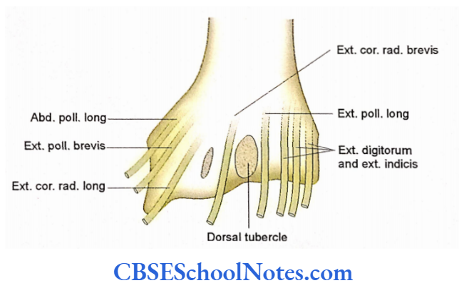 Bones Of The Upper Limb Tendons Related To Dosaral Of Lower End