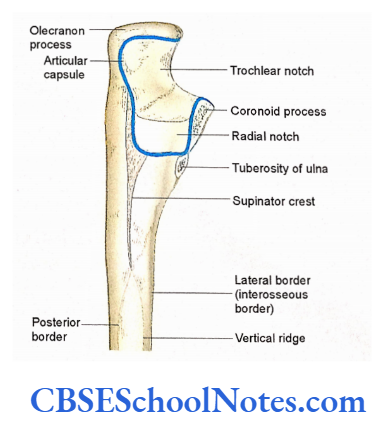 Bones Of The Upper Limb The Upper End Of Right Ulna Showing Olecranon And Coronoid Processes