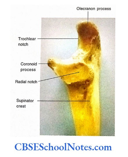 Bones Of The Upper Limb Ulna Upper End, Lateral Surface
