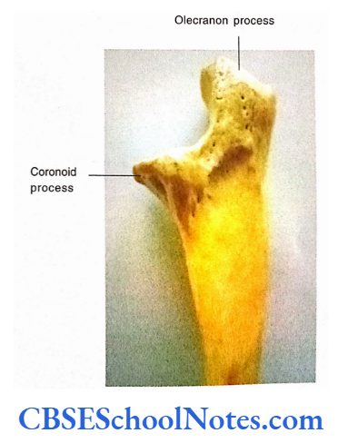 Bones Of The Upper Limb Ulna Upper End, Medial Surface