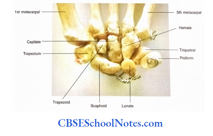 Bones Of The Upper Limb Ventral Aspect Of Left Carpal Bones And Base Of Metacarpals