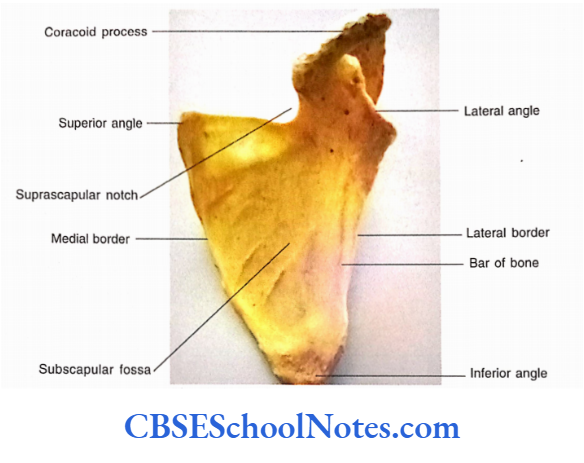 Bones Of The Upper Limb Ventral Aspect Of The Left Scapula