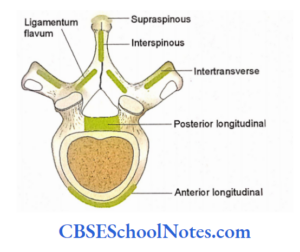 Bones Of The Vertebral Column Notes - CBSE School Notes