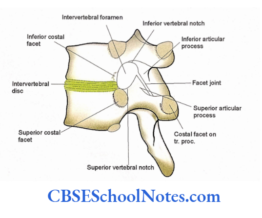 Bones Of The Vertebral Column Joints between two successive thoracic vertebrae