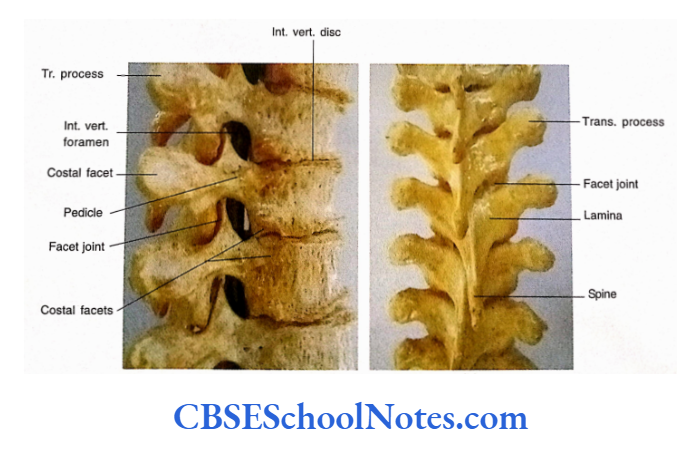 Bones Of The Vertebral Column Right Lateral And Posterior View Of Articulated Thoracic Column