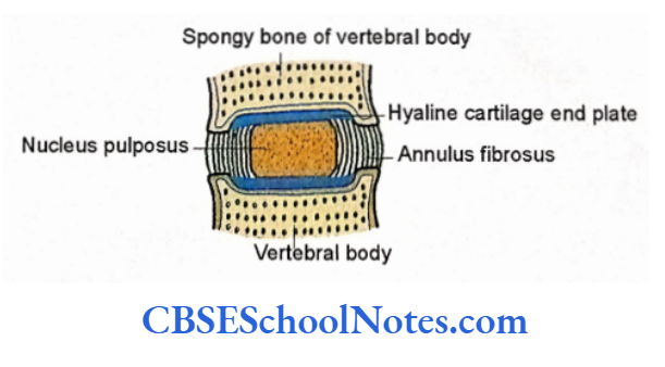 Bones Of The Vertebral Column The diagrammatic representation to show the structure of intervertebral disc