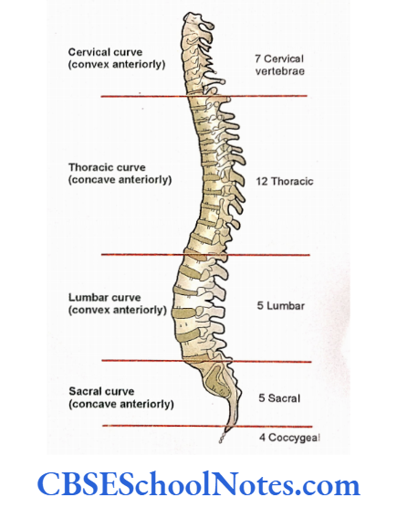Bones Of The Vertebral Column The vertebral column (spine) as seen from lateral side