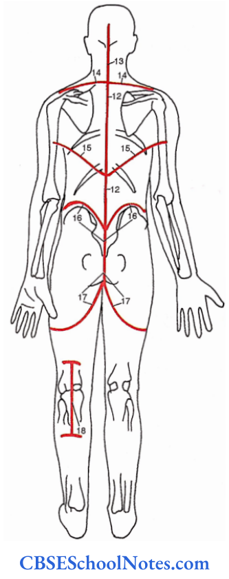 Bones Of Thorax And Abdomen Landmarks And Incisions Dorsal Incisions