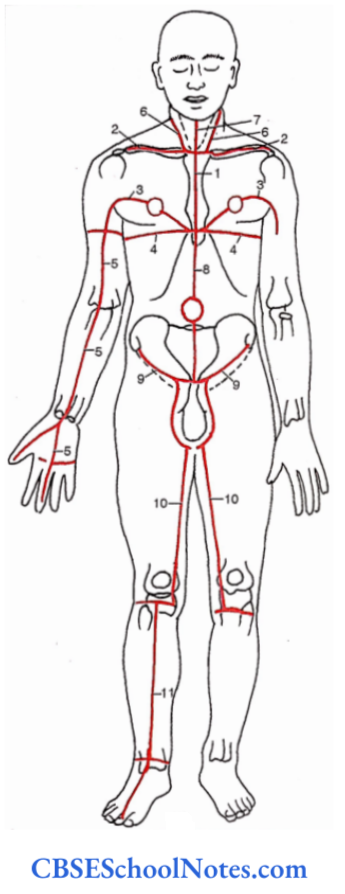 Bones Of Thorax And Abdomen Landmarks And Incisions Ventral Incisions