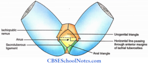 Perineal Innervation Perineum: Boundaries, Contents, Innervation Notes - CBSE School Notes