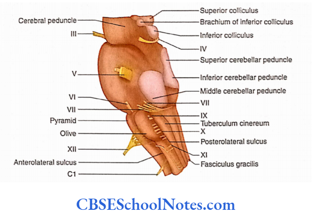 Brainstem Medulla Onlongata External features of brainstem