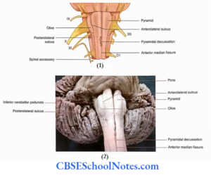 Medulla Oblongata Anatomy Notes - CBSE School Notes