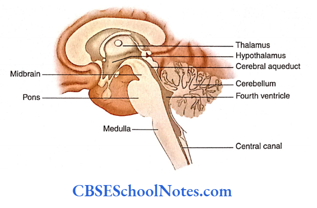 Brainstem Medulla Onlongata Midsagittal section of the brain showing midbrain, pons and open and closed parts of the medulla