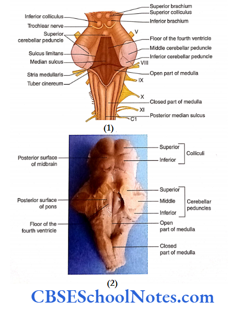 Brainstem Medulla Onlongata Parts of brainstem (posterior view) as seen after removal of the cerebellum