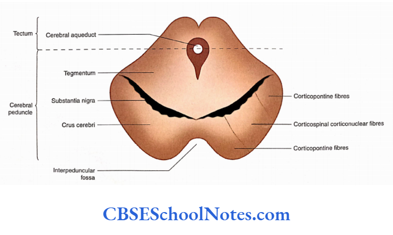 Brainstem Midbrain Internal structure of the midbrain as seen in the transverse section