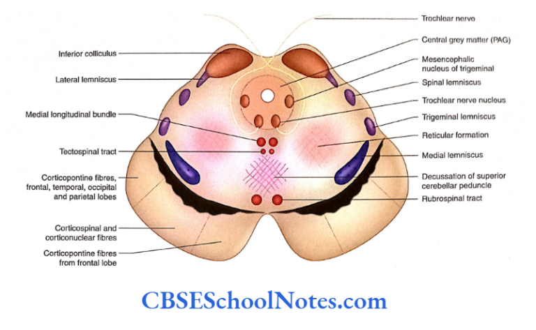 Brainstem Midbrain Notes - CBSE School Notes