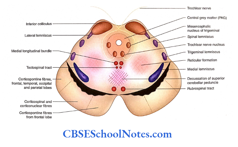 Brainstem Midbrain Transverse section of midbrain at the level of inferior colliculus.