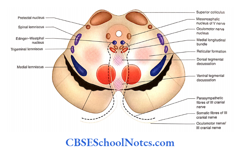 Brainstem Midbrain Transverse section of midbrain at the level of superior colliculus.