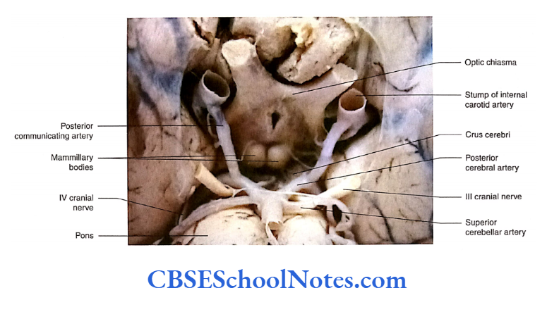 Brainstem Midbrain Ventral aspect of the brain depicting interpeduncular fossa.
