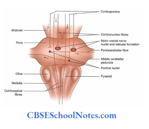 Brainsteam Pons Anatomy Notes - CBSE School Notes