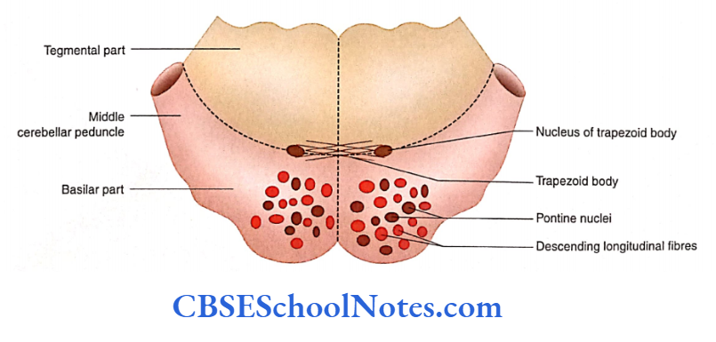 Brainstem Pons Transverse section through the lower part of the pons
