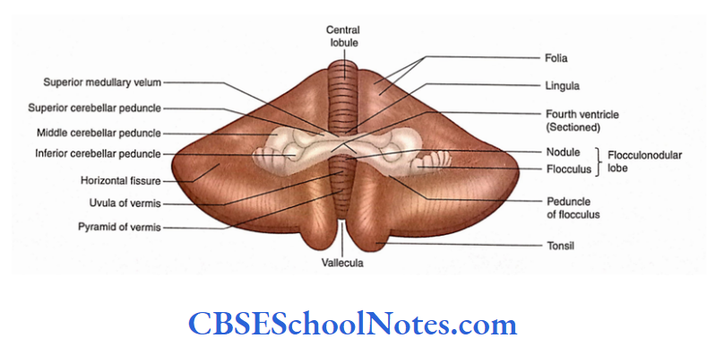 Cerebellum Anterior aspect of the cerebellum as seen after cutting superior middle and inferior cerebellar peduncles