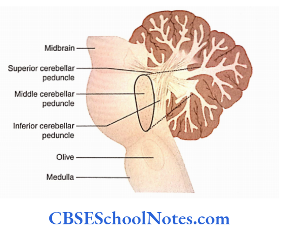Cerebellum Cerebellar Peduncles