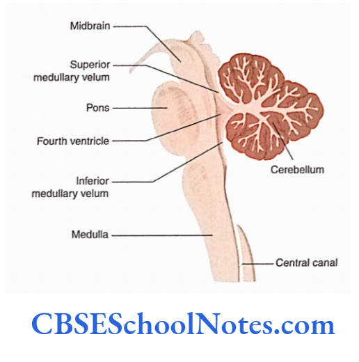 Cerebellum Midsagittal Section Of The Brainstem And Cerebellum