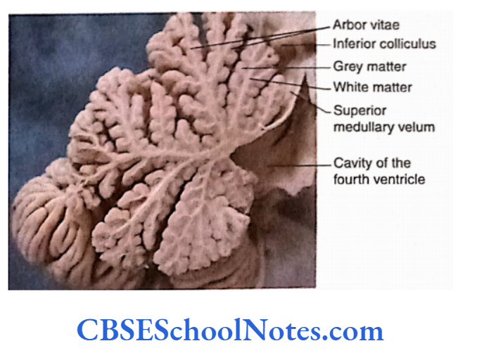 Cerebellum Midsagittal Section Of The Cerebellum Showing Arbor vitae