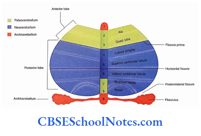 Cerebellum Schematic (opened out) diagram of the cerebellum showing important fissures and lobules.