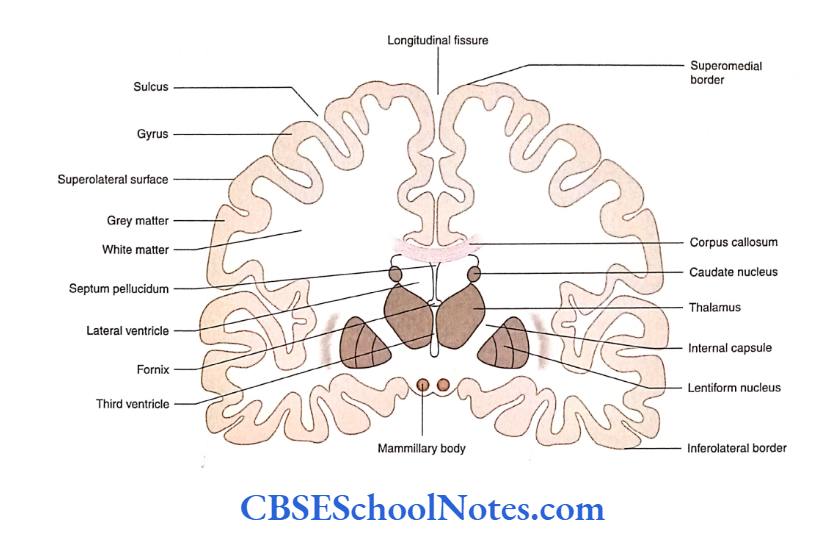 Cerebral Hemispheres Coronal section of the brain, Illustration