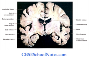 Cerebral Hemispheres Lobes Notes - CBSE School Notes