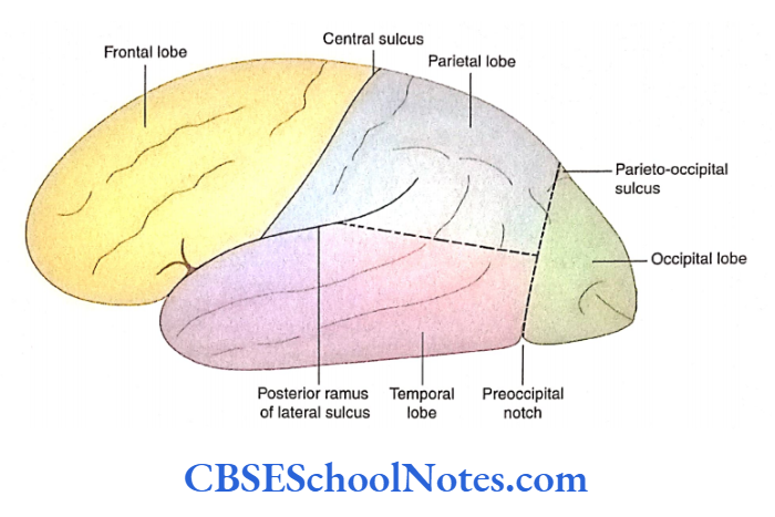 Cerebral Hemispheres Lobes of the cerebral hemisphere as defined on the superolateral surface