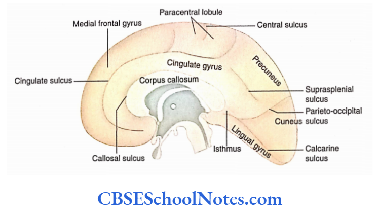 Cerebral Hemispheres Midsagittal section of the brain showing the medial surface of the cerebral hemisphere