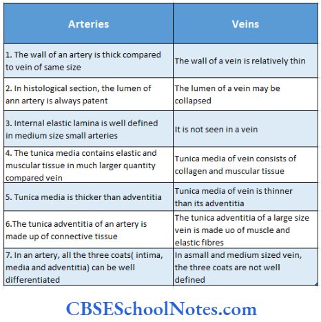 Circulatory System Difference Between Artrey And Vein
