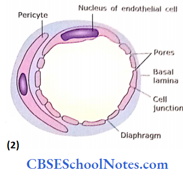 Circulatory System Different Types Of Capillaries Of Fenestrated Capillary