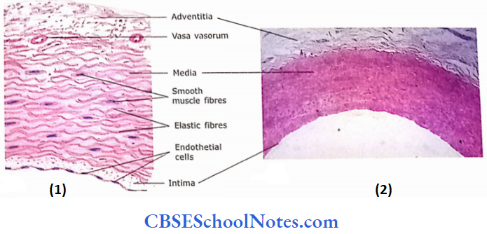 Circulatory System Elastic Artery And Photomicrograph Of Elastic Artery