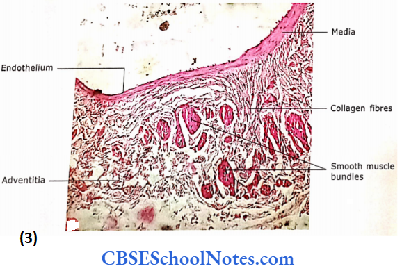 Circulatory System High Power Photomicrograph Of The Large Vein