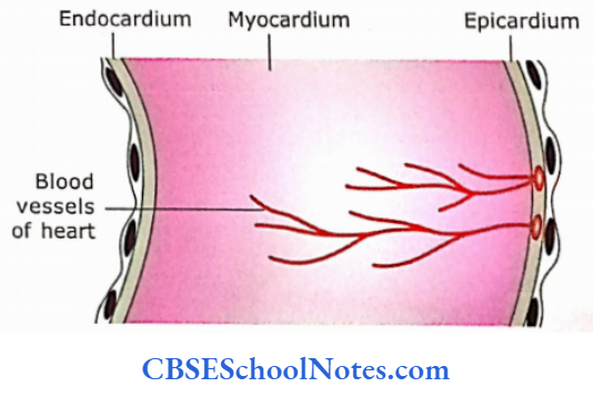 Circulatory System Scheme To Show Various Layers In Ventricular Heart Wall