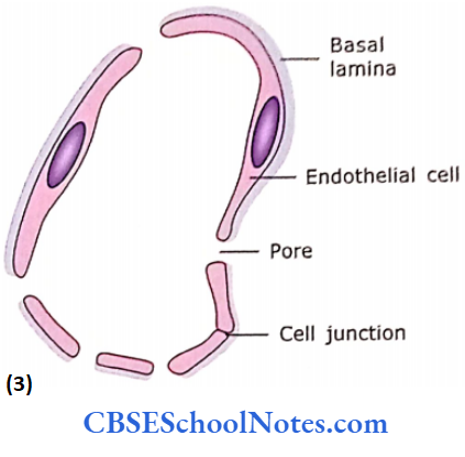 Circulatory System Sinusoid Of Irregular Lumen And Large Size Pores