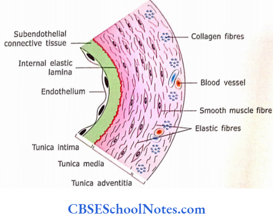 Circulatory System Three Characteristic Layers Of A Common Artery Of Tunica Media And Smooth Muscle