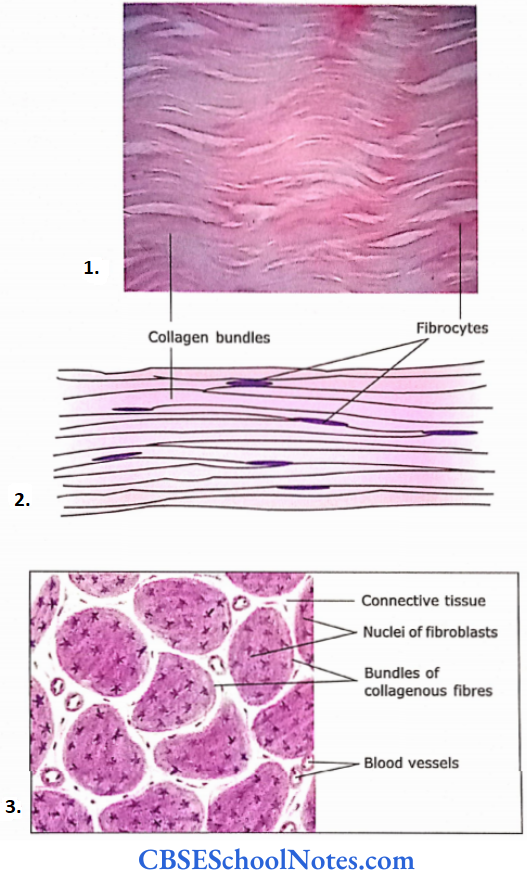 Connective Tissue Proper Dense Regular Connective Tissue